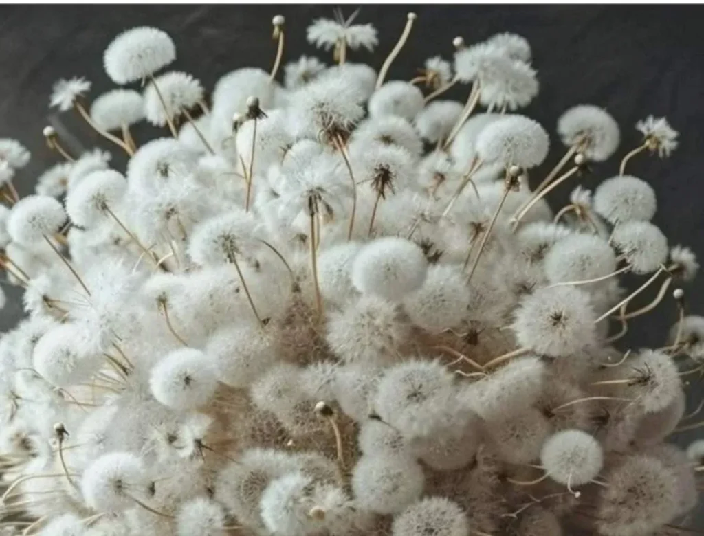 Dandelion Placemat in white and grey