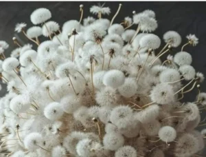 Dandelion Placemat in white and grey