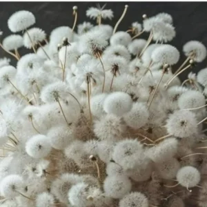 Dandelion Placemat in white and grey